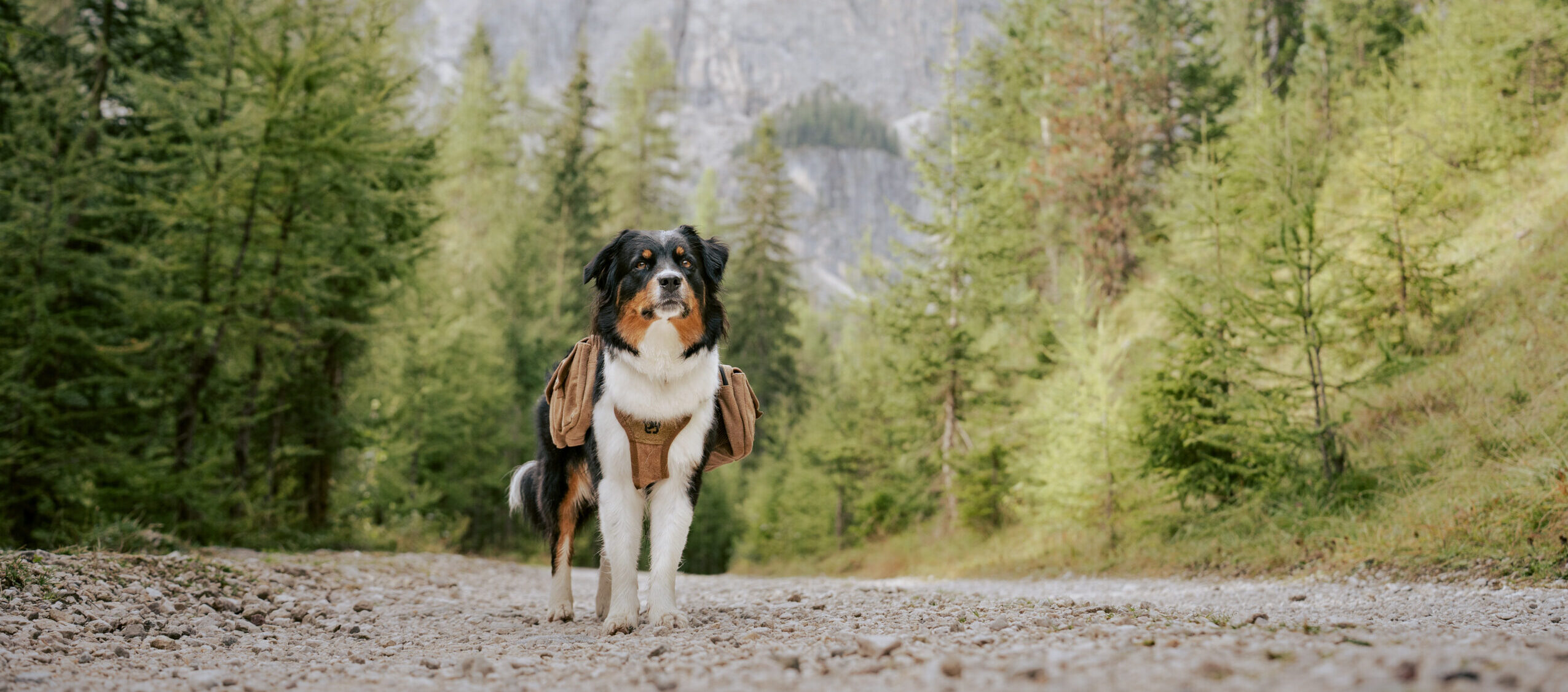 #3 – Abstieg vom Peitlerkofel / Medalges