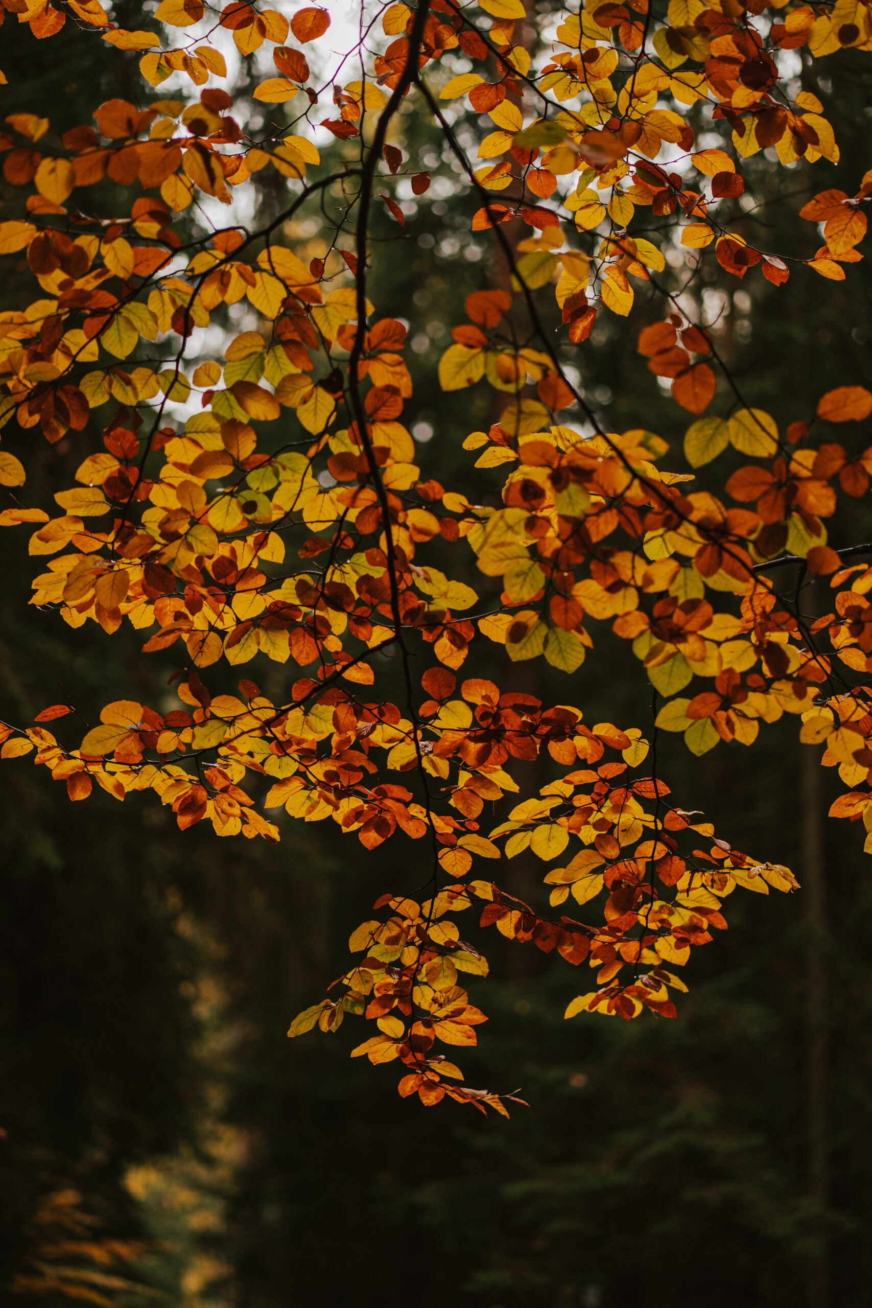 #7 – Regenspaziergang im Lerautal
